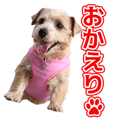 [LINEスタンプ] のりさんの愛犬ベッキーちゃん