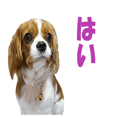 [LINEスタンプ] うちのシュシュちゃん