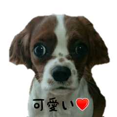 [LINEスタンプ] masao dog