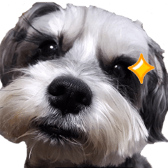 [LINEスタンプ] My Schnauzer I