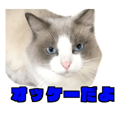 [LINEスタンプ] 愛すべき猫 その名は大福さん 2