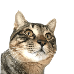 [LINEスタンプ] I'm Aqua. Japanese cat.