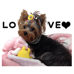 [LINEスタンプ] Marilyn the Yorkie with long hair