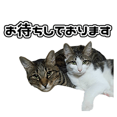 [LINEスタンプ] 安藤家のペット