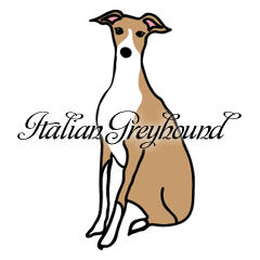 [LINEスタンプ] イタリアングレイハウンドJasmine