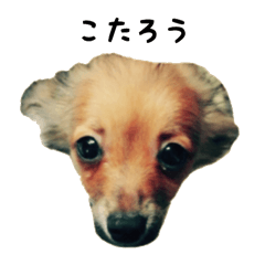 [LINEスタンプ] わんこ小太郎