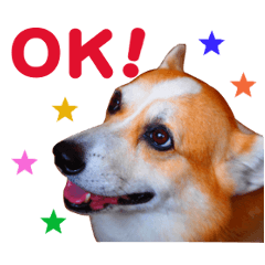 [LINEスタンプ] コーギー犬カイの日常会話