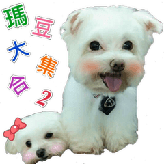 [LINEスタンプ] Maltese Large collection2
