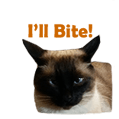 [LINEスタンプ] PhePhe Meow 1
