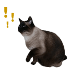 [LINEスタンプ] PhePhe Meow 2