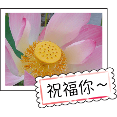 [LINEスタンプ] lotus greeting card