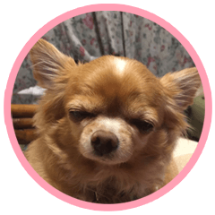 [LINEスタンプ] ちわわのちーちゃん