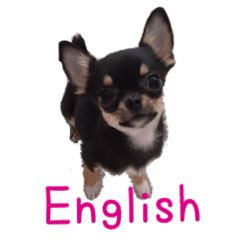 [LINEスタンプ] チワワのココ（英語編）