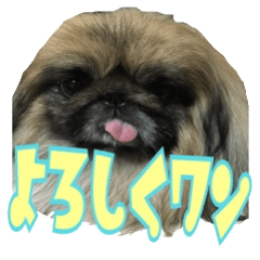 [LINEスタンプ] pekinese fuuta