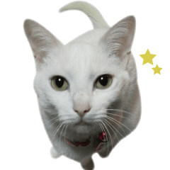 [LINEスタンプ] 我が家のねこ