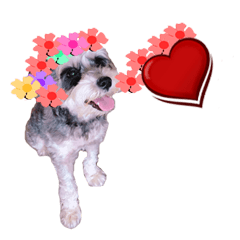 [LINEスタンプ] My Schnauzer V