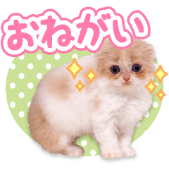 [LINEスタンプ] スコティッシュのねこちゃん