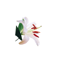 [LINEスタンプ] happy lily everyday