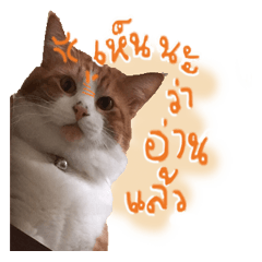 [LINEスタンプ] Emo Cats 