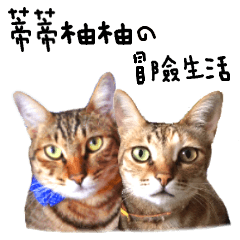 [LINEスタンプ] Two cats lovely life.