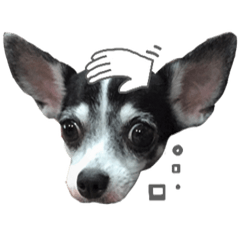 [LINEスタンプ] crazy dog (Meji)