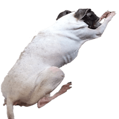 [LINEスタンプ] Life with Japanese terrier