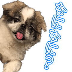 [LINEスタンプ] 犬といっしょ (ひめと仲間たち)