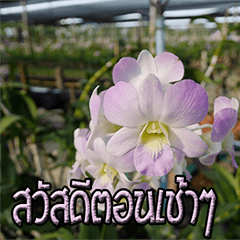 [LINEスタンプ] orchids thai2