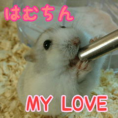 [LINEスタンプ] ハムスター MY LOVE