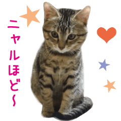 [LINEスタンプ] リアルCAT にゃんと！Cuteな猫さんスタンプの画像（メイン）