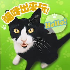 [LINEスタンプ] 台湾ねこ 二ーハオ！