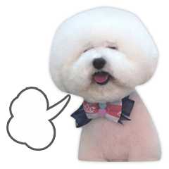 [LINEスタンプ] ビションになりたいトイプードルのしらす2