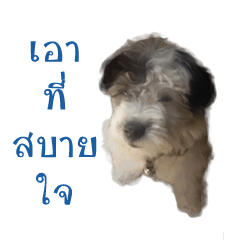 [LINEスタンプ] Shogun - my dog