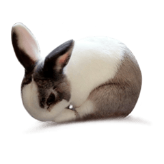 [LINEスタンプ] Pet Rabbit - Goling