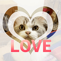 [LINEスタンプ] Cat Lovers V4の画像（メイン）