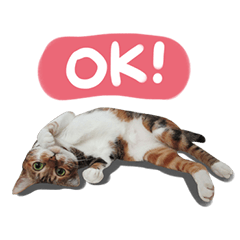 [LINEスタンプ] Candy x Kobe Cats