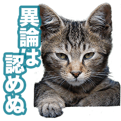[LINEスタンプ] 猫生 写真スタンプ 01