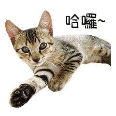 [LINEスタンプ] Meow Meow Living Diary