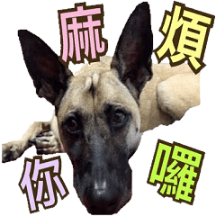 [LINEスタンプ] Mix dog Obee's sticker (life)