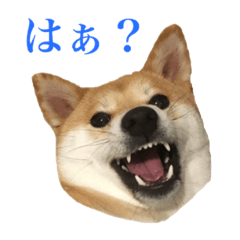 [LINEスタンプ] 柴犬「春菊」すたんぷ