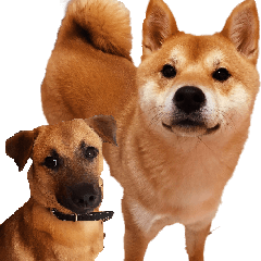 [LINEスタンプ] SHIBA Fa-Zj ＆ Mix Han-Ji
