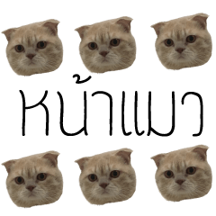 [LINEスタンプ] i wanna be cat