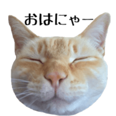 [LINEスタンプ] 白桃猫猫1
