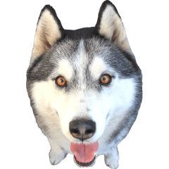 [LINEスタンプ] ハスキー犬のレオ写真スタンプの画像（メイン）