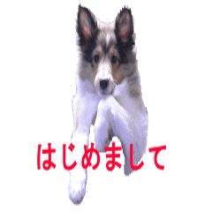 [LINEスタンプ] シェルティの茶々