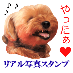 [LINEスタンプ] リアル犬写真スタンプ。ヨークシャーテリア