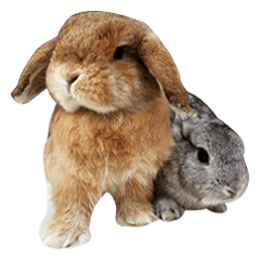 [LINEスタンプ] Shaithebunny