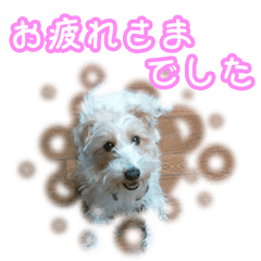 [LINEスタンプ] ジャックラッセルテリアのショコラ (言葉)1