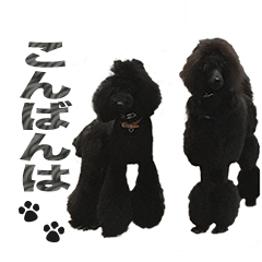 [LINEスタンプ] 黒犬兄弟